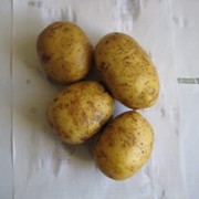 Картофель сорта Маделен фотография