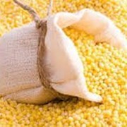 Желтая кукуруза фото