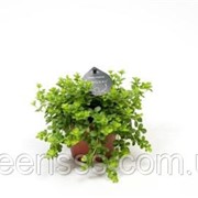 Пеперомия -- Peperomia фото