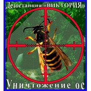Уничтожение ос и осиных гнёзд в Алматы и области. Дезостанция «ВИКТОРИЯ»