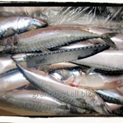 Рыба Скумбрия, 300-600 грамм, Робинзон фото