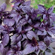 Семена базилика фиолетовый