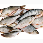 Рыба речная разведение и реализация(купить, заказать оптом)