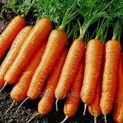 Морковь сорт Балтимор