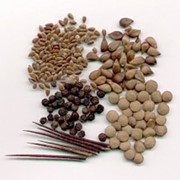 Семена для цветоводства фото