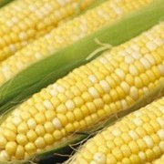 Семена кукурузы Роксолана фотография
