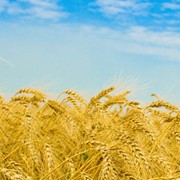 Пшеница, заказать оптовые поставки пшеницы Украина