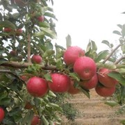 Яблоки Молдавия фото