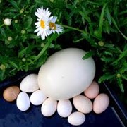 Яйца страуса