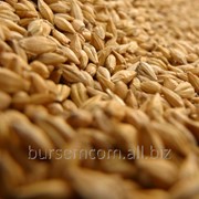 Пшеница на экспорт из Молдовы