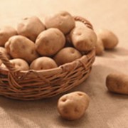 Закупка картофеля фото