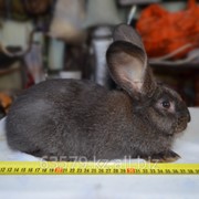 Кролики породы Фландер фотография