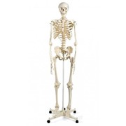 Скелет людини 170см. фотография