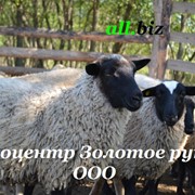 Баранина, продажа баранины живым весом, в Украине, цена от производителя, экспорт. фотография