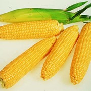 Семена кукурузы сахарной фотография