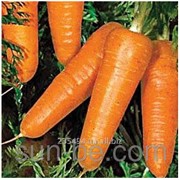 Семена моркови 100 000 семян Редко Syngenta