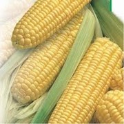 Семена кукурузы Рост СВ фото
