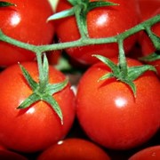 Свежие овощи оптом на экспорт: огурец, капуста, помидоры фото