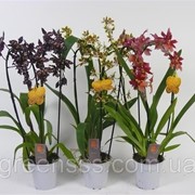 Орхидея Камбрия микс -- Cambria mixed фото