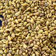 Люцерна посевная, семена, Украина (Партия от 100 кг)