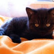 Обработка от паразитов животных фото
