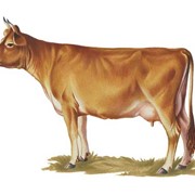 Скот крупный рогатый мясо-молочных пород фотография