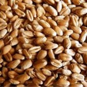 Семена пшеницы