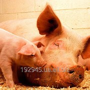 Сперма свиней племенных пород фото