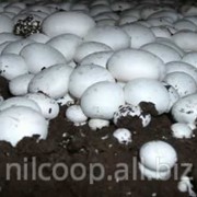 Инструкция по выращиванию грибов шампиньонов фото
