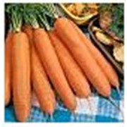 Семена моркови Нантская