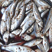 Килька пряного посола Балтийская. Слабосолёная рыба оптом, килька балтийская цена, рыба оптом Киев, купить кильку, рыбы; фото