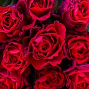 Розы “Эль-Торо“ фото