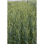 Семена пшеницы Омская 38 ЭС