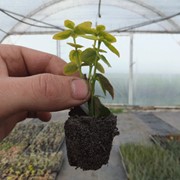Укорененный черенок лиственных растений
