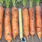 Семена моркови Балтимор F1