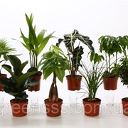 Комнатные растения микс -- Indoor plants mixed фотография