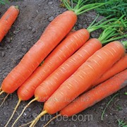Семена моркови 25 000 семян Сатурно F1 Clause