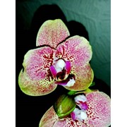 Орхидея Фаленопсис розово-салатовый фото