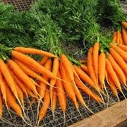 Морковь свежая оптом фото