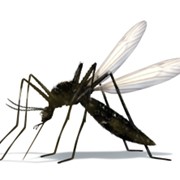 Уничтожение насекомых в Сургуте