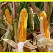 Семена кукурузы Белкорн 250 МВ ФАО – 220