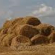 Сено суданской травы фото