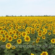 Гибрид подсолнечника АЛЬФА фотография