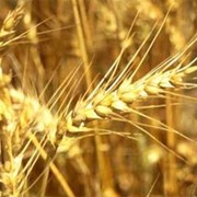 Однолетние растение-пшеница