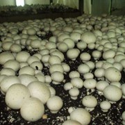 Готовый компост для выращивания грибов фотография