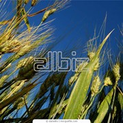 Выращивание зерновых и технических культур фотография