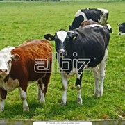 Племенной скот, крупный рогатый скот, молочная продукция фото