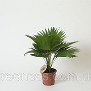 Пальма Ливистона круглолистная -- Livistona rotundifolia