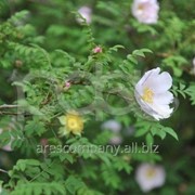 Роза Rosa roxburghii 40 – 60