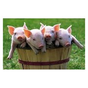 Премиксы для свиней фото